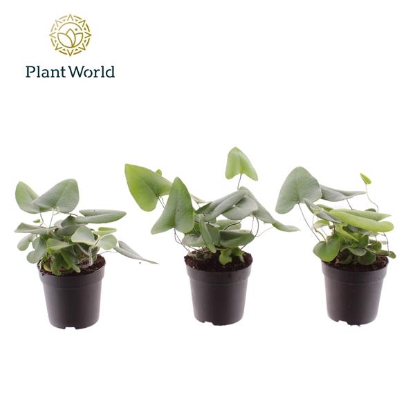 Горшечные цветы и растения оптом Hemionitis Arifolia (decorum) от 16шт (для телеги) из Голландии с доставкой по России