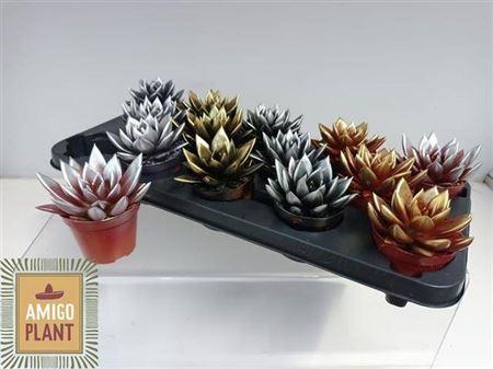 Горшечные цветы и растения оптом Echevieria Miranda Gold-silver от 14шт (для телеги) из Голландии с доставкой по России