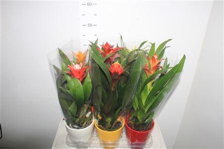 Горшечные цветы и растения оптом Guzm Gem In Gekleurd Keramiek от 6шт из Голландии с доставкой по России