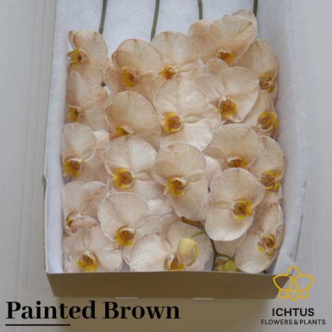 Срезанные цветы оптом Phalaenopsis paint brown (flower) от 25шт из Голландии с доставкой по России