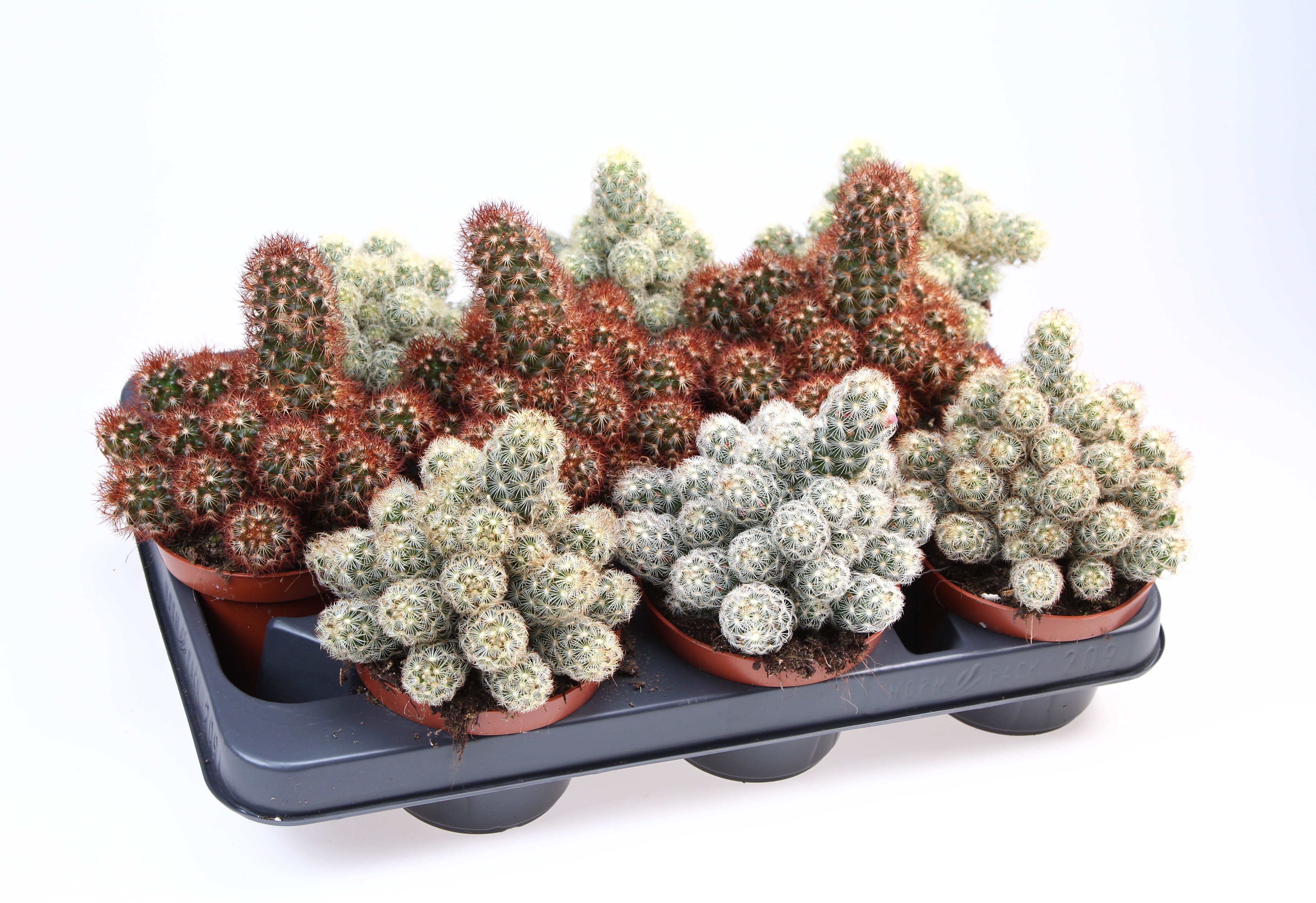 Горшечные цветы и растения оптом Cactus Mammillaria Mix от 9шт из Голландии с доставкой по России