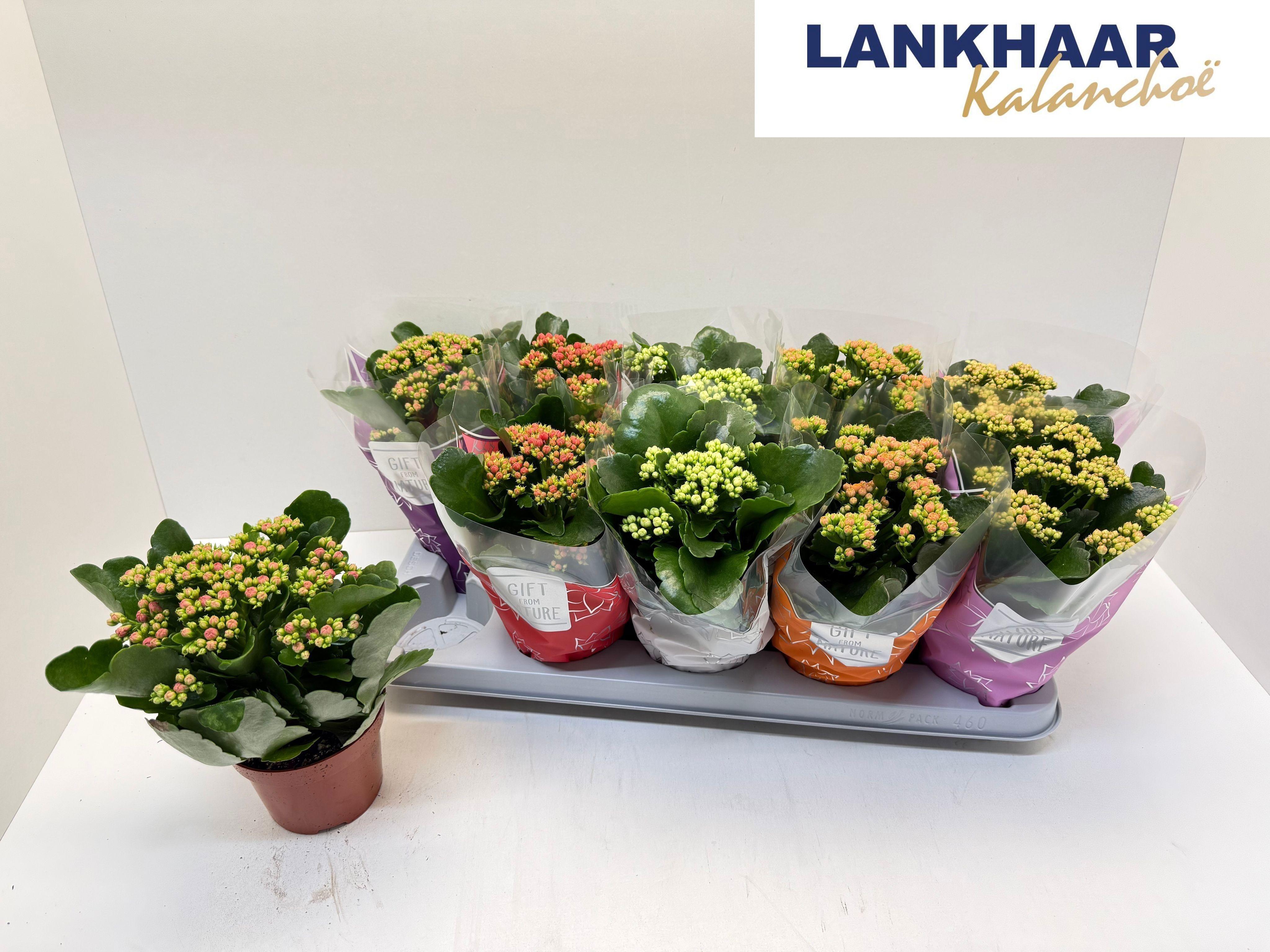 Горшечные цветы и растения оптом Kal Ge Perf Gem 5 Kl от 10шт из Голландии с доставкой по России