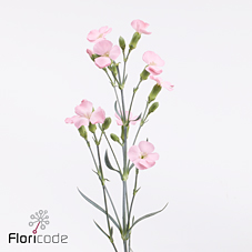 Срезанные цветы оптом Dianthus sp solomio ivo от 60шт из Голландии с доставкой по России