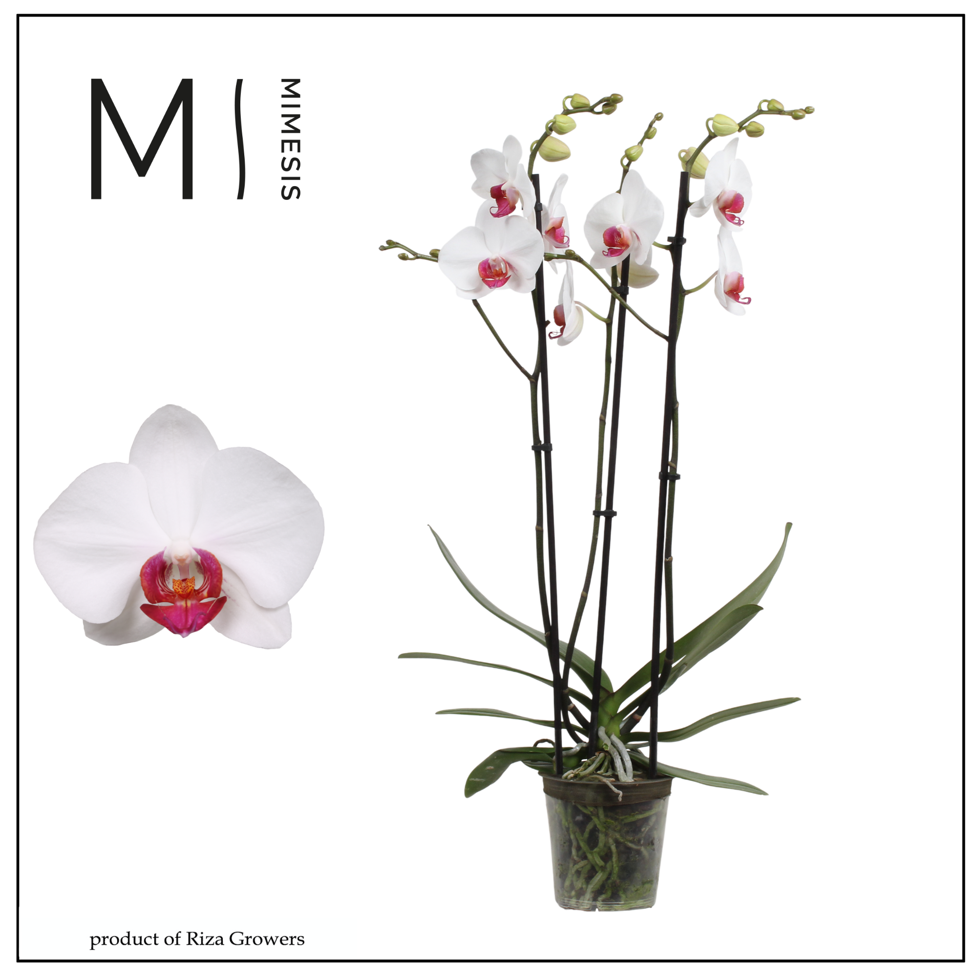 Горшечные цветы и растения оптом Phal 3st Red Eye 20+ Mimesis (orchid Growers) от 10шт из Голландии с доставкой по России