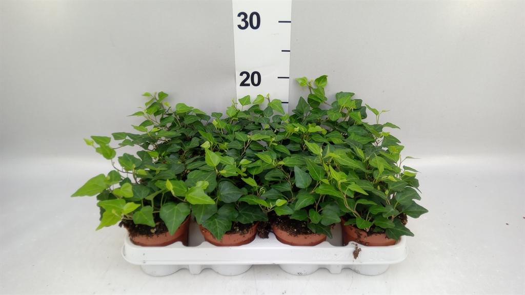 Горшечные цветы и растения оптом Hedera Helix anna от 12шт (для телеги) из Голландии с доставкой по России