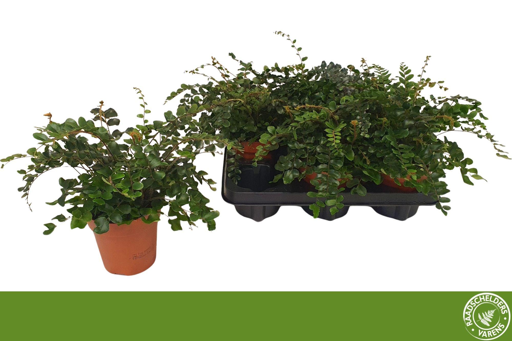 Горшечные цветы и растения оптом Pellaea Rotundifolia от 6шт из Голландии с доставкой по России