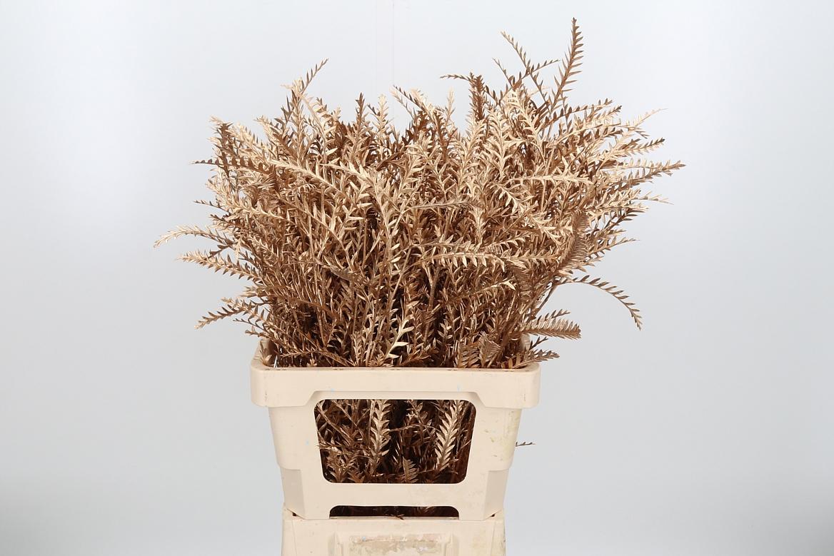 Срезанные цветы оптом Grevillea ivanhoe paint antique gold от 50шт из Голландии с доставкой по России