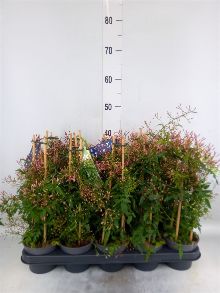 Горшечные цветы и растения оптом Jasminum Polyanthum от 10шт из Голландии с доставкой по России