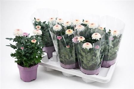 Горшечные цветы и растения оптом Chrys Fp Abbey от 7шт из Голландии с доставкой по России
