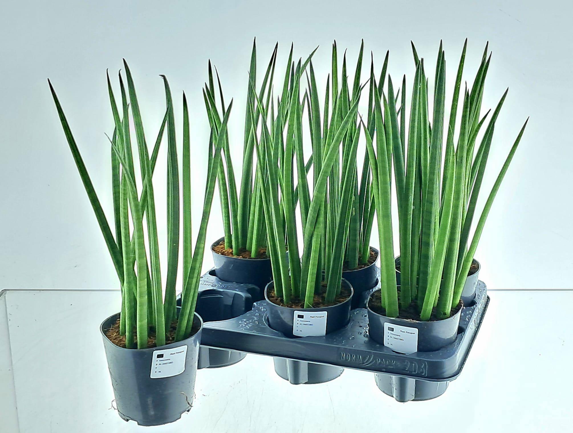 Горшечные цветы и растения оптом Sansev Cylindrica Ov от 6шт из Голландии с доставкой по России