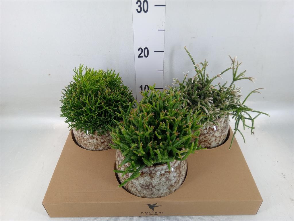 Горшечные цветы и растения оптом Rhipsalis   ...mix от 3шт из Голландии с доставкой по России