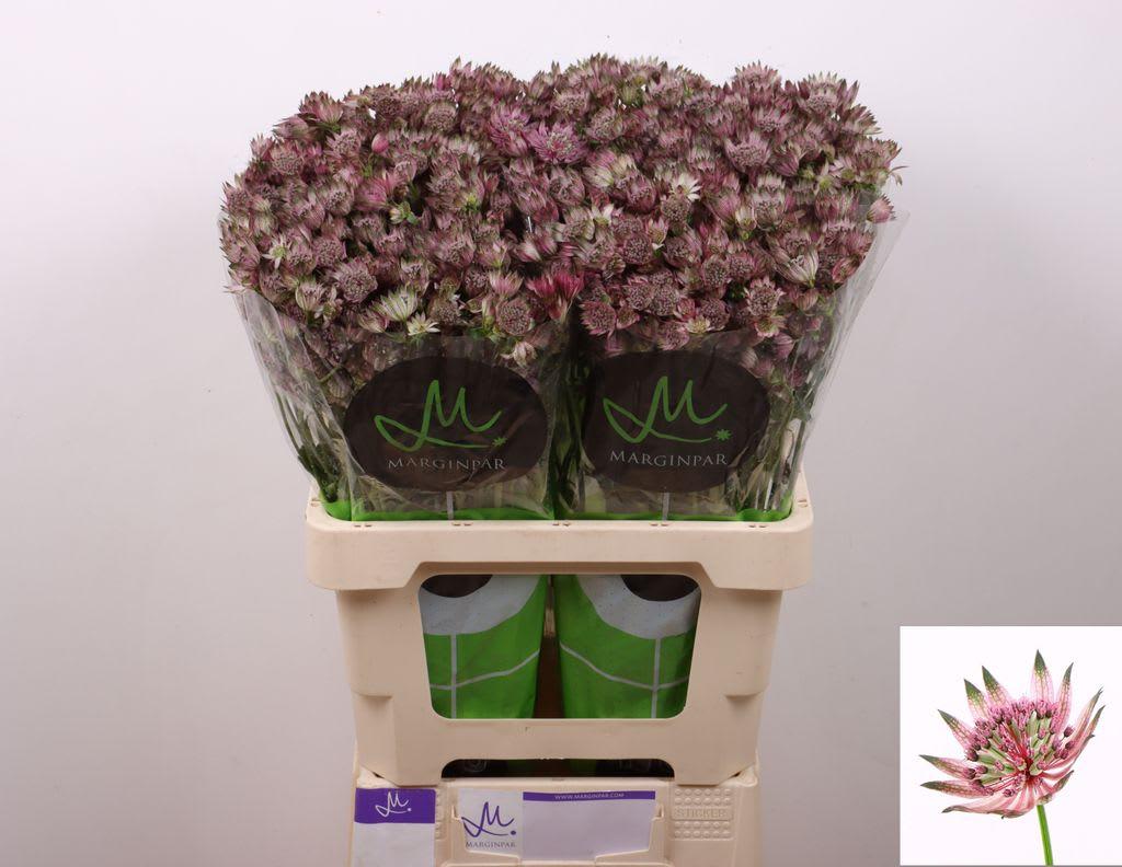 Срезанные цветы оптом Astrantia star of africa A от 100шт из Голландии с доставкой по России