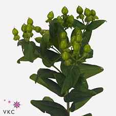 Срезанные цветы оптом Hypericum jungle romance от 50шт из Голландии с доставкой по России