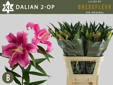 Срезанные цветы оптом Lilium or dalian от 40шт. из Голландии с доставкой по России