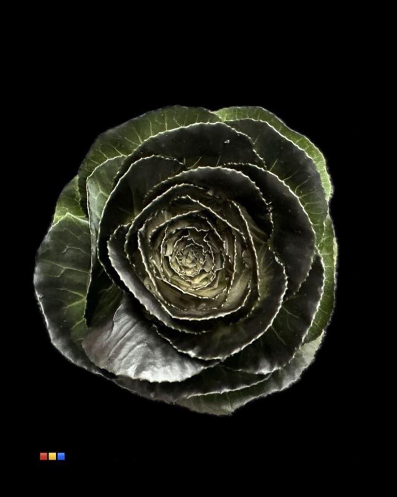 Срезанные цветы оптом Brassica paint black от 20шт из Голландии с доставкой по России