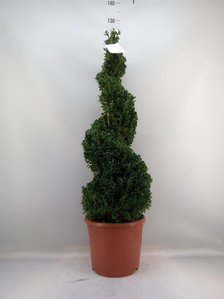 Горшечные цветы и растения оптом Buxus Semp.   ... от 1шт из Голландии с доставкой по России