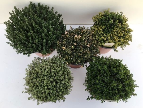 Горшечные цветы и растения оптом Thymus Mix от 1шт из Голландии с доставкой по России