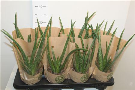 Горшечные цветы и растения оптом Aloe Vera Krafthoes от 8шт из Голландии с доставкой по России
