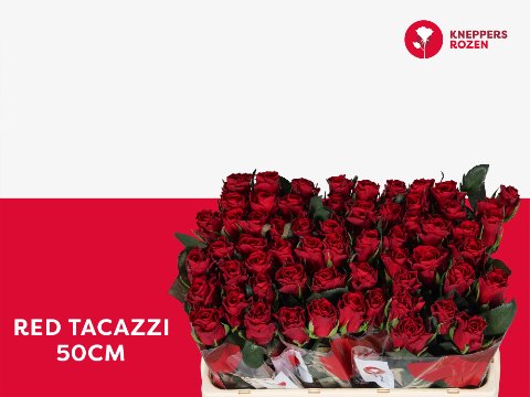 Срезанные цветы оптом Rosa large red tacazzi от 60шт. из Голландии с доставкой по России