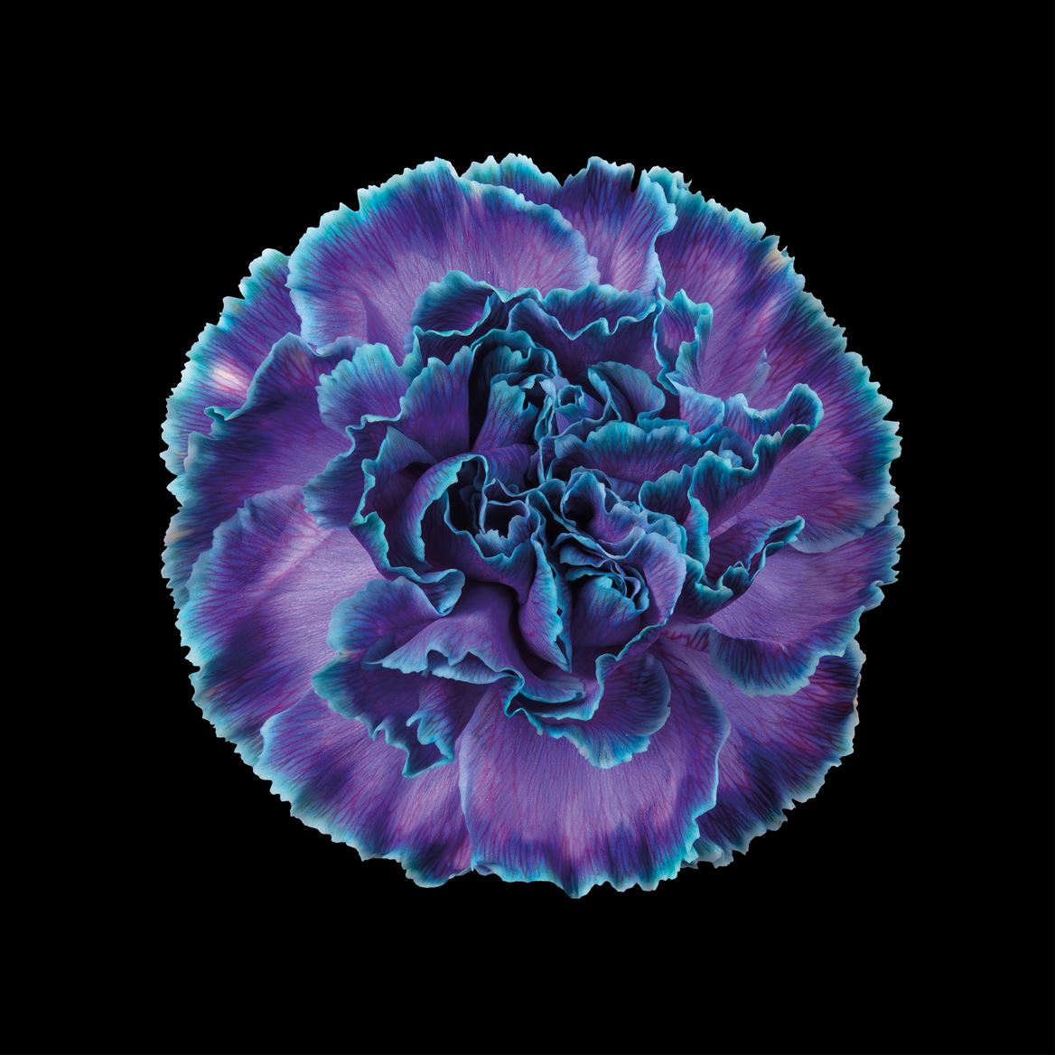 Срезанные цветы оптом Dianthus st paint ibiza от 80шт из Голландии с доставкой по России