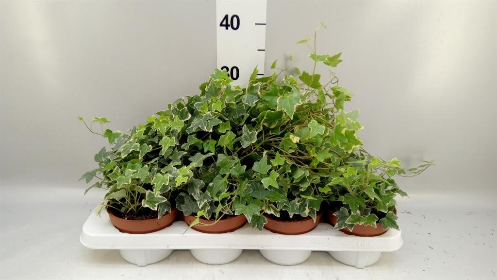 Горшечные цветы и растения оптом Hedera ...variegated A от 8шт из Голландии с доставкой по России