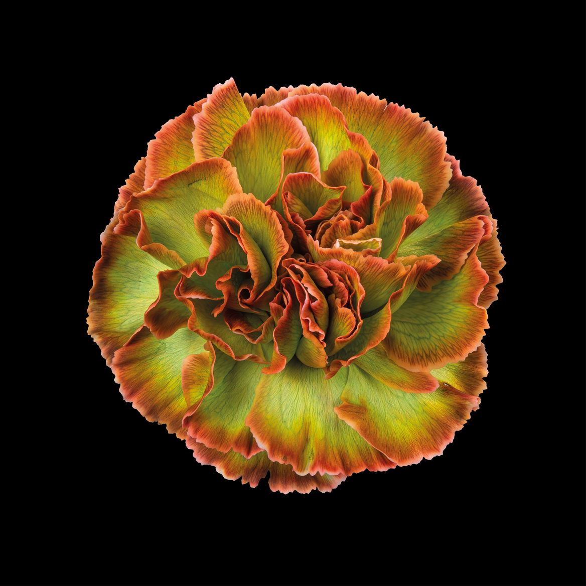 Срезанные цветы оптом Dianthus st paint hortensia от 80шт из Голландии с доставкой по России