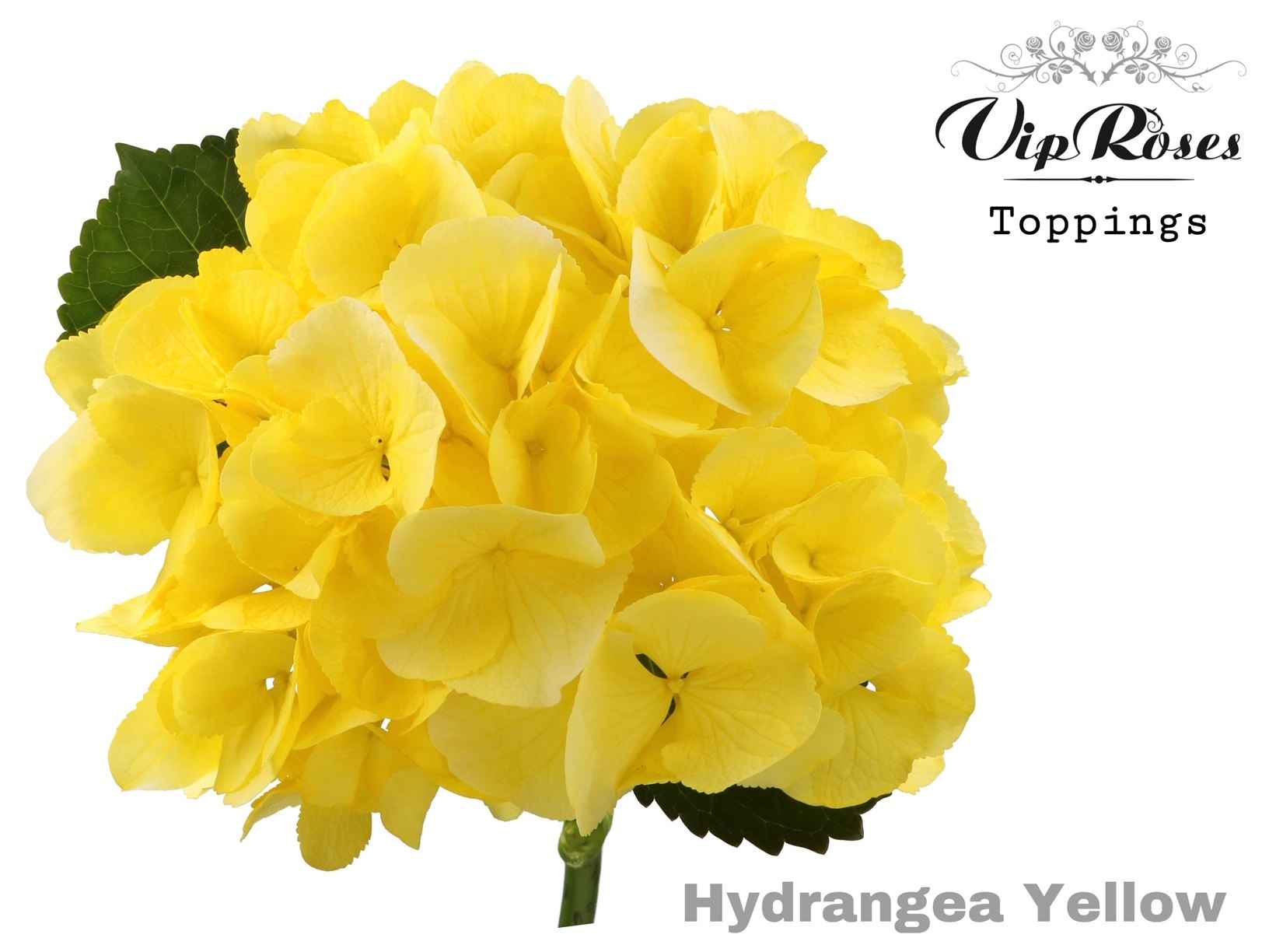 Срезанные цветы оптом Hydrangea paint sunny yellow от 10шт из Голландии с доставкой по России