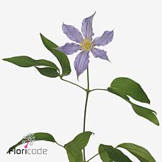 Срезанные цветы оптом Clematis amazing london от 60шт. из Голландии с доставкой по России