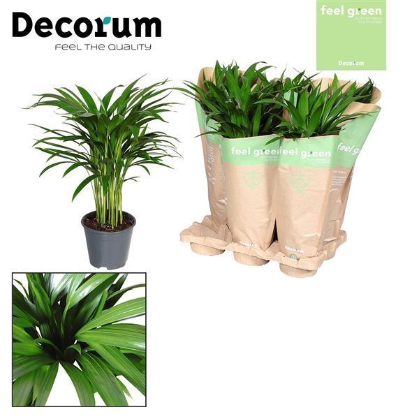 Горшечные цветы и растения оптом Dypsis Lutescens In Kraft Hoes Feel Green от 6шт из Голландии с доставкой по России