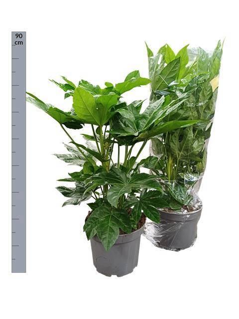 Горшечные цветы и растения оптом Fatsia Ov от 1шт из Голландии с доставкой по России