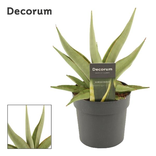 Горшечные цветы и растения оптом Sansevieria Platinum Crown (decorum) от 6шт из Голландии с доставкой по России