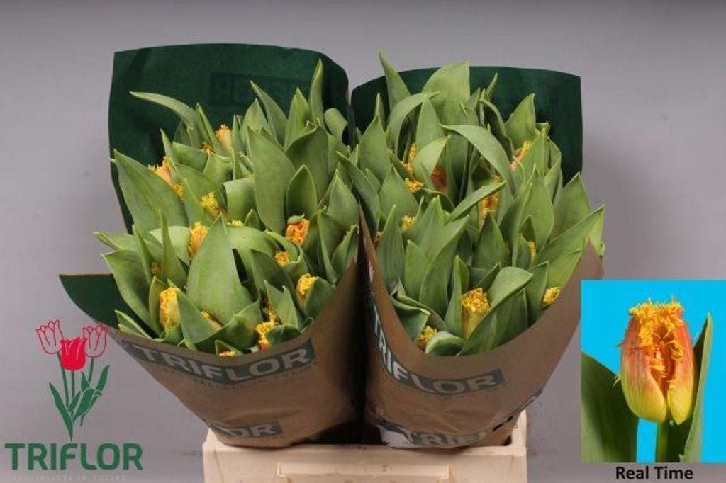 Срезанные цветы оптом Tulipa fr real time от 60шт из Голландии с доставкой по России