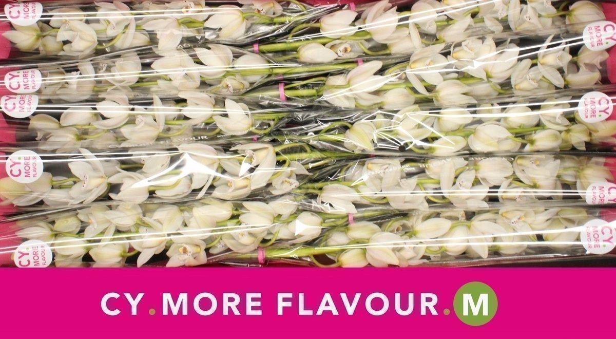 Срезанные цветы оптом Minicymbidium sue от 10шт из Голландии с доставкой по России