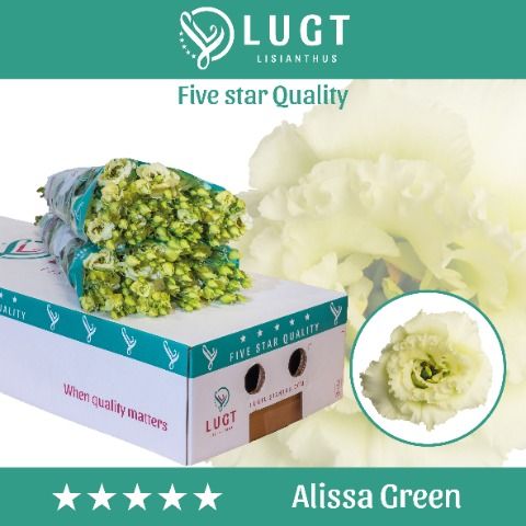 Срезанные цветы оптом Lisianthus do alissa green от 140шт из Голландии с доставкой по России