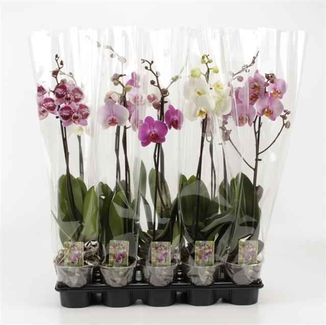 Горшечные цветы и растения оптом Phalaenopsis Mix от 10шт из Голландии с доставкой по России