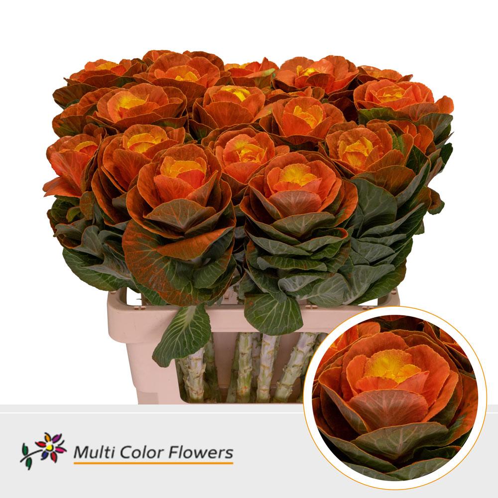 Срезанные цветы оптом Brassica paint orange + yellow eye от 30шт из Голландии с доставкой по России