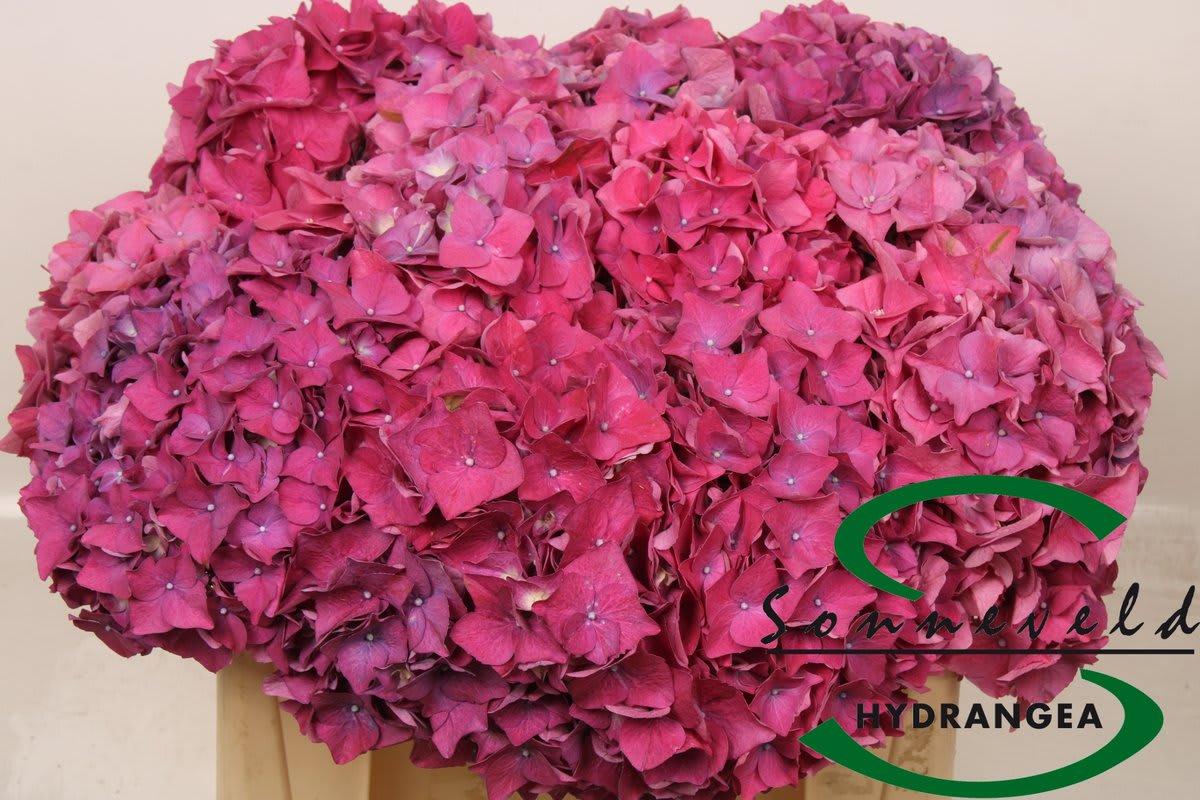 Срезанные цветы оптом Hydrangea glowing alps purple от 10шт из Голландии с доставкой по России