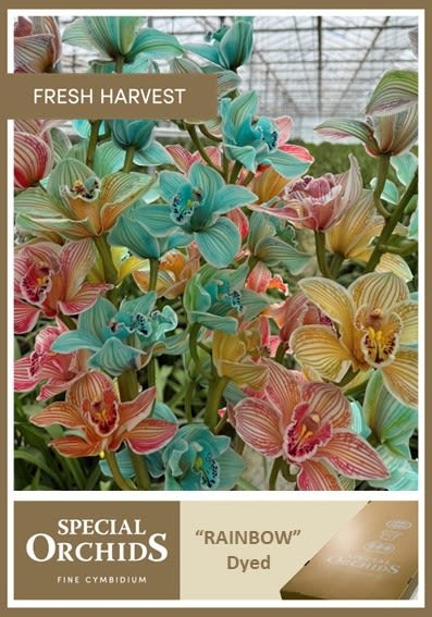 Срезанные цветы оптом Cymbidium stem от 8шт из Голландии с доставкой по России