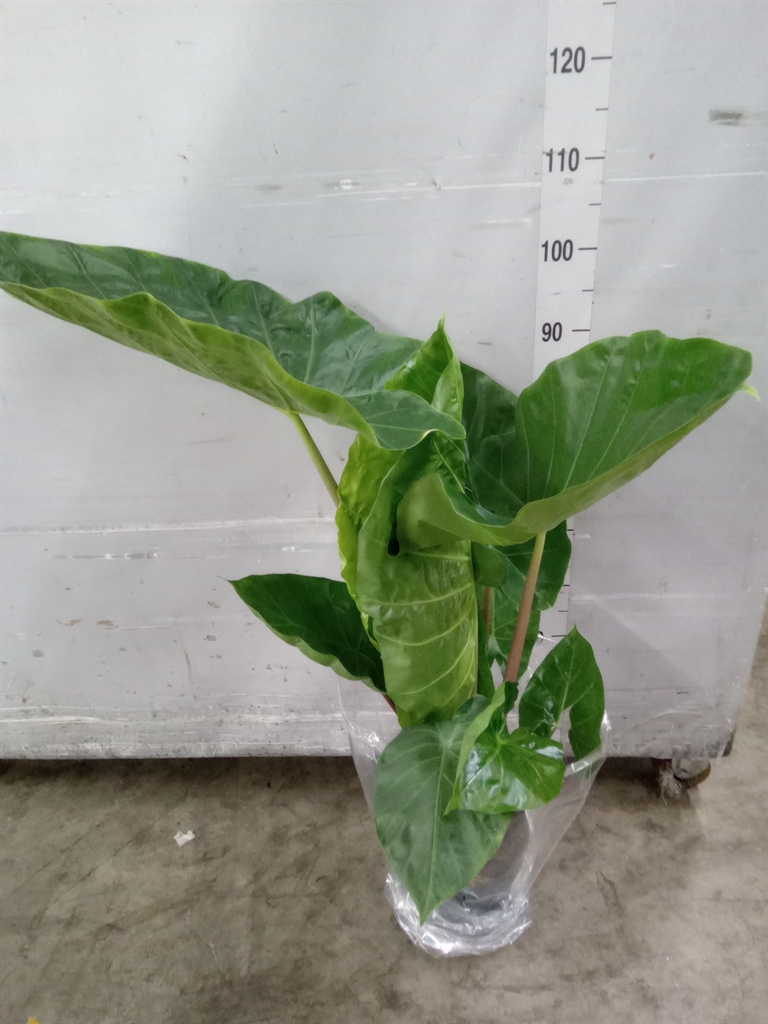 Горшечные цветы и растения оптом Alocasia   ... от 1шт (для телеги) из Голландии с доставкой по России