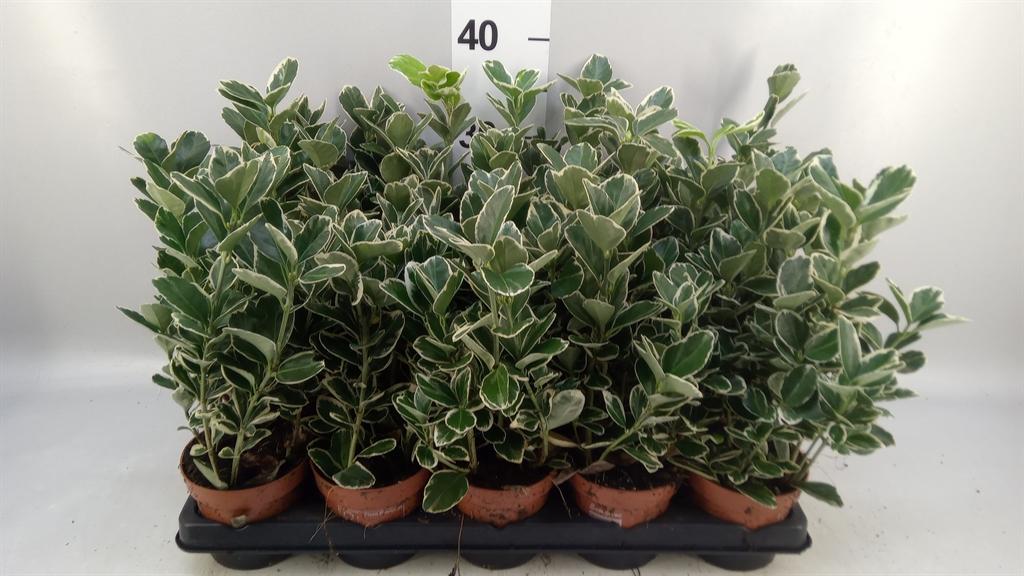 Горшечные цветы и растения оптом Euonymus Fortunei silver Queen от 15шт из Голландии с доставкой по России