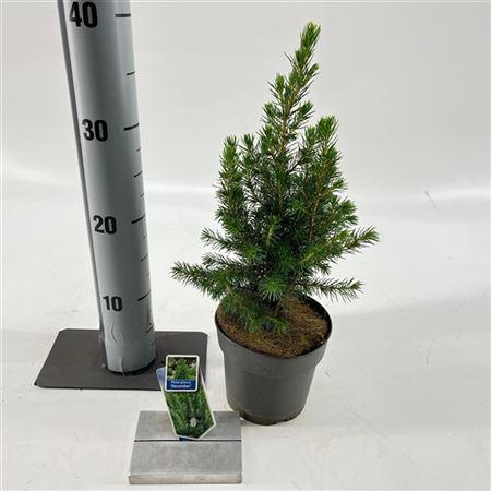 Горшечные цветы и растения оптом Picea Glauca Conica от 8шт из Голландии с доставкой по России
