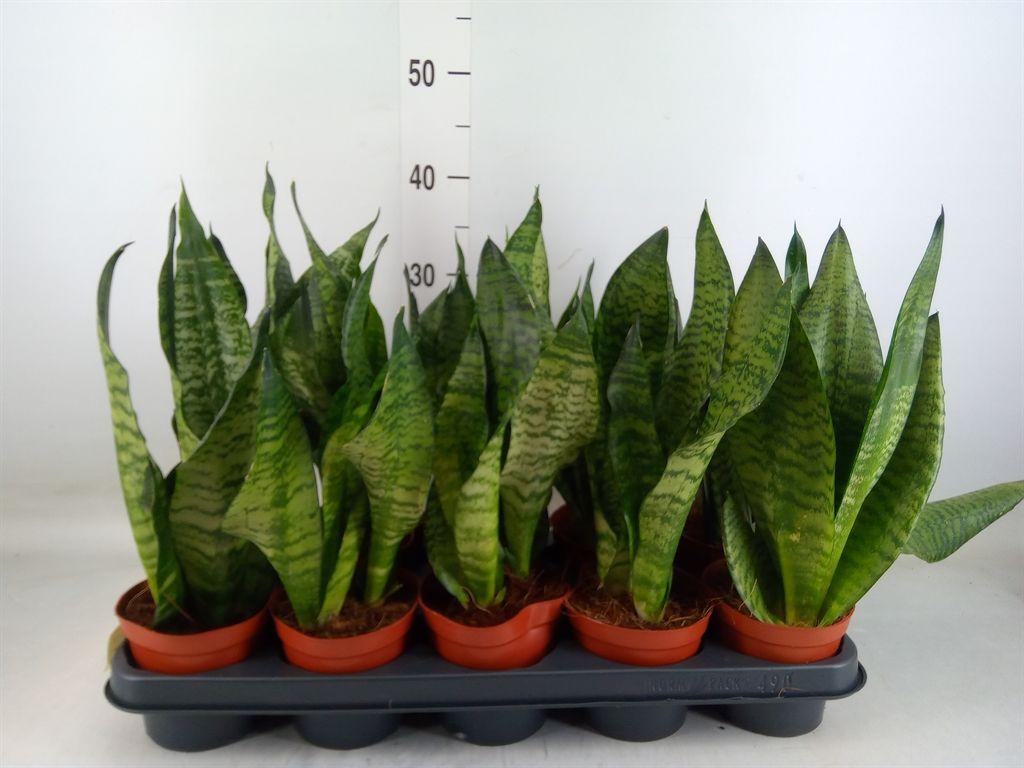 Горшечные цветы и растения оптом Sansevieria Zeylanica от 10шт из Голландии с доставкой по России