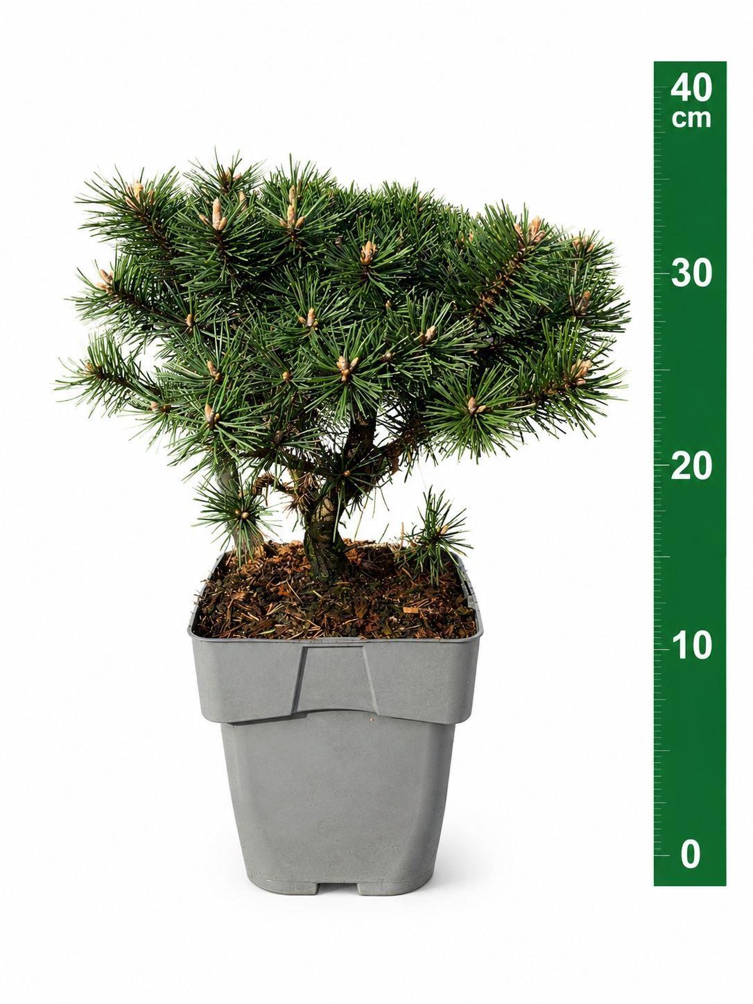 Горшечные цветы и растения оптом Pinus Mugo humpy от 1шт из Голландии с доставкой по России