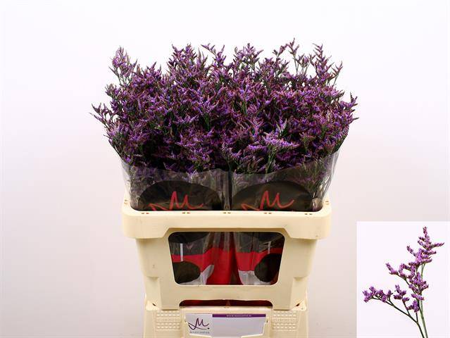 Срезанные цветы оптом Limonium safora dark blue от 50шт. из Голландии с доставкой по России