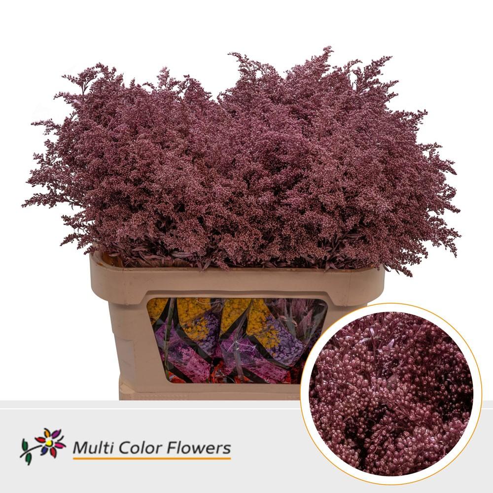 Срезанные цветы оптом Solidago paint rose gold от 100шт из Голландии с доставкой по России