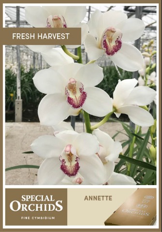 Срезанные цветы оптом Cymbidium white annette от 8шт. из Голландии с доставкой по России