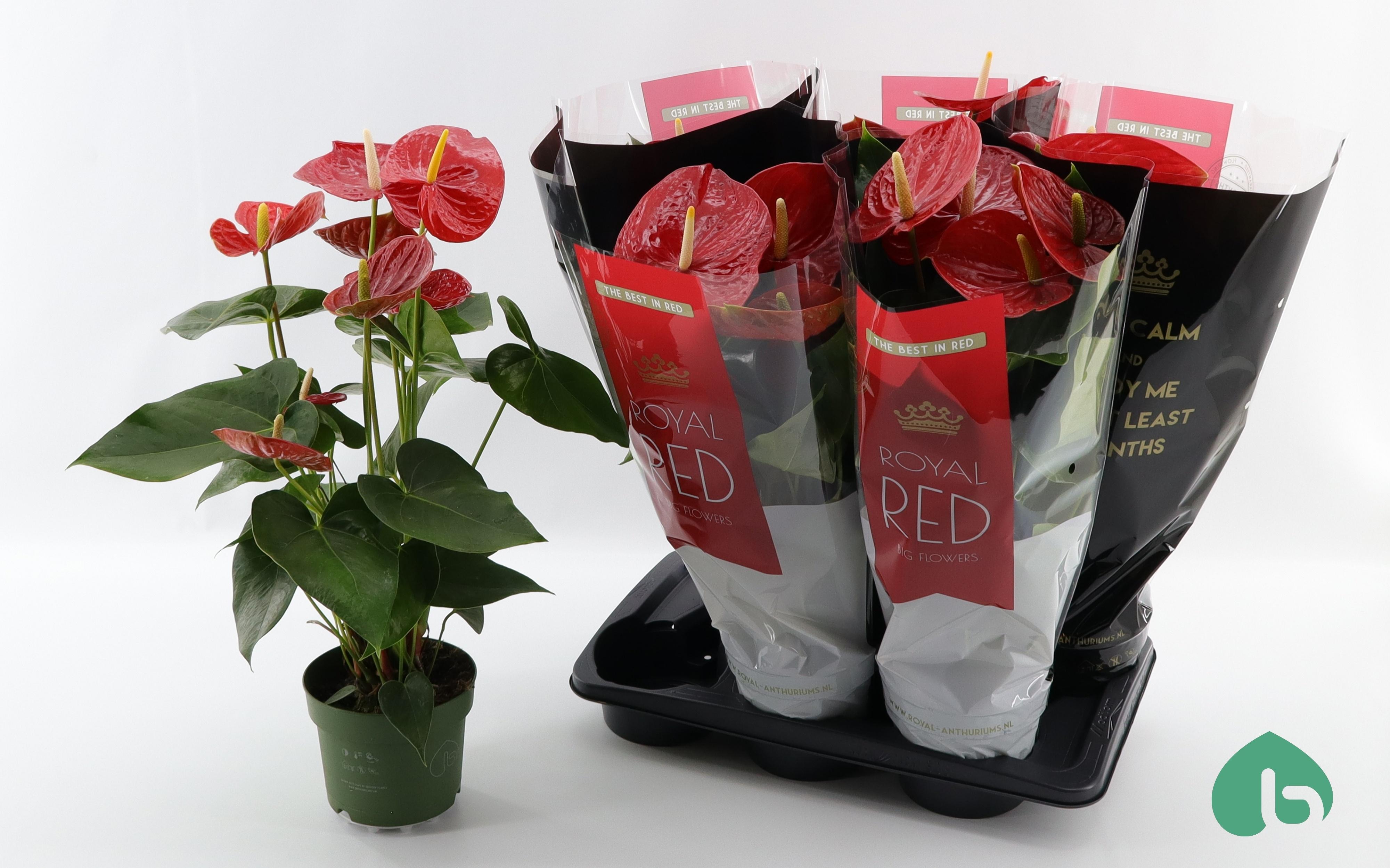 Горшечные цветы и растения оптом Anthu An Oklahoma от 6шт из Голландии с доставкой по России