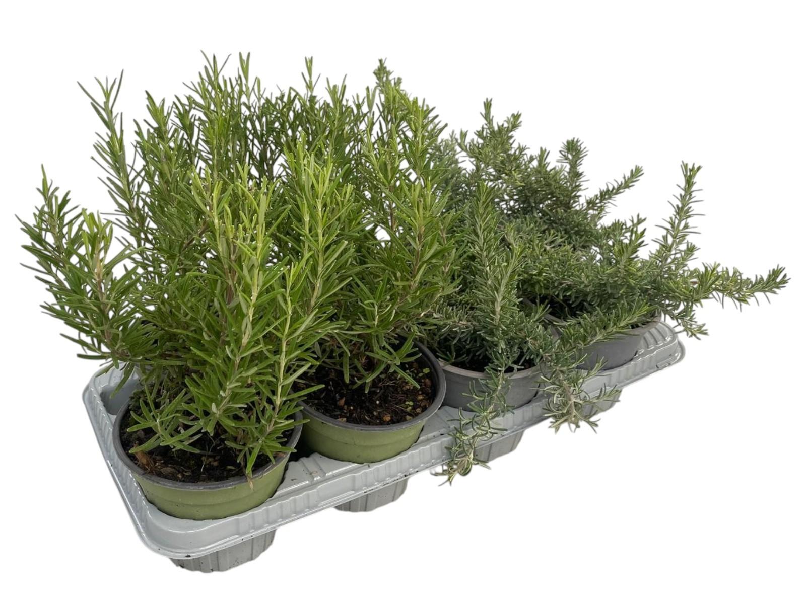 Горшечные цветы и растения оптом Rosmarinus Mix от 8шт из Голландии с доставкой по России
