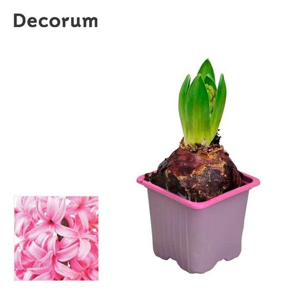 Горшечные цветы и растения оптом Hyacinthus Pink Pearl 1pp (decorum) от 24шт из Голландии с доставкой по России