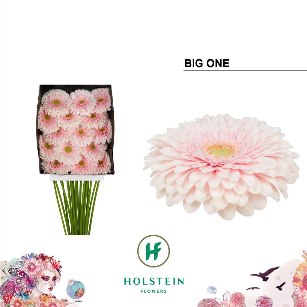 Срезанные цветы оптом Gerbera diamond gerponi big one от 15шт из Голландии с доставкой по России